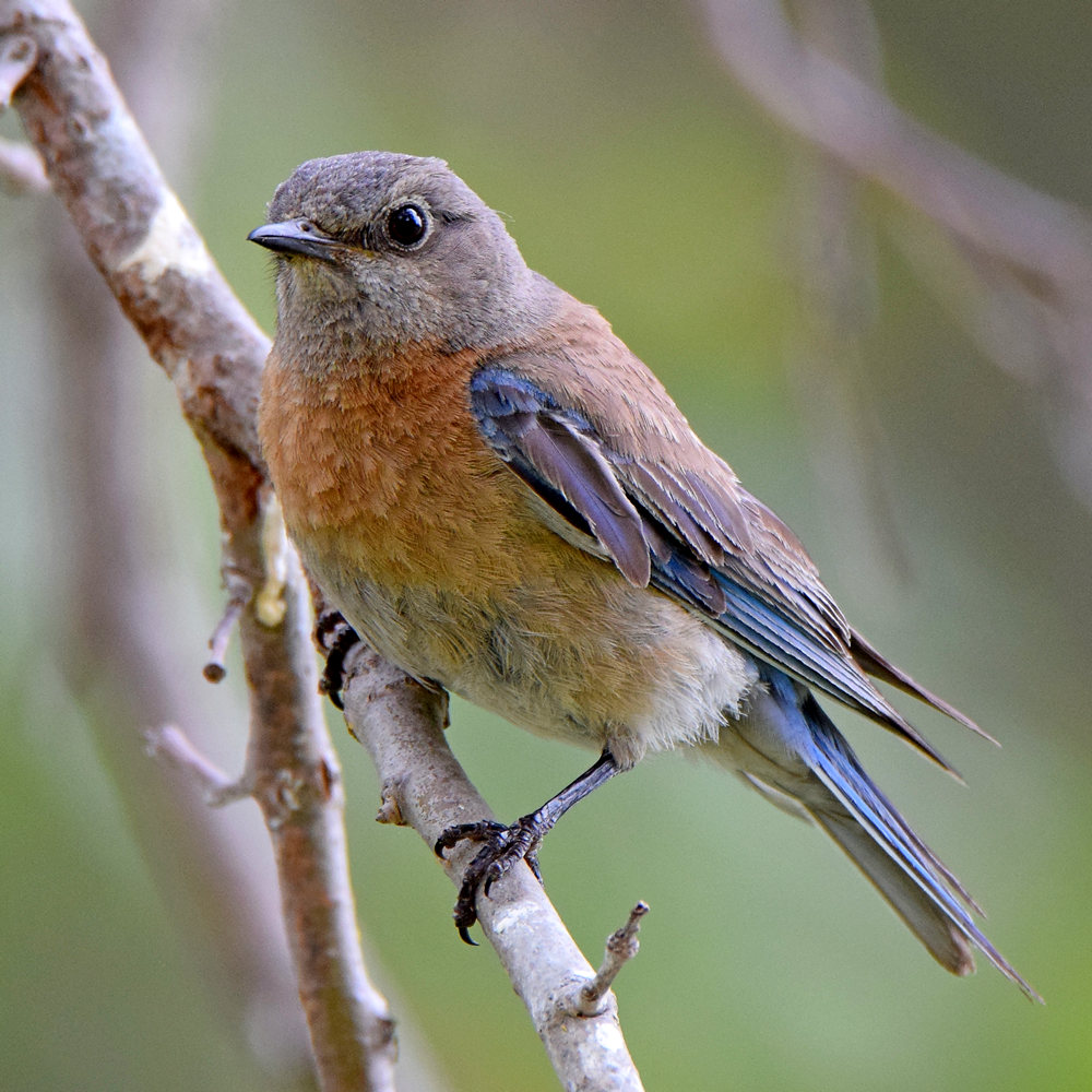 Bluebird5.jpg