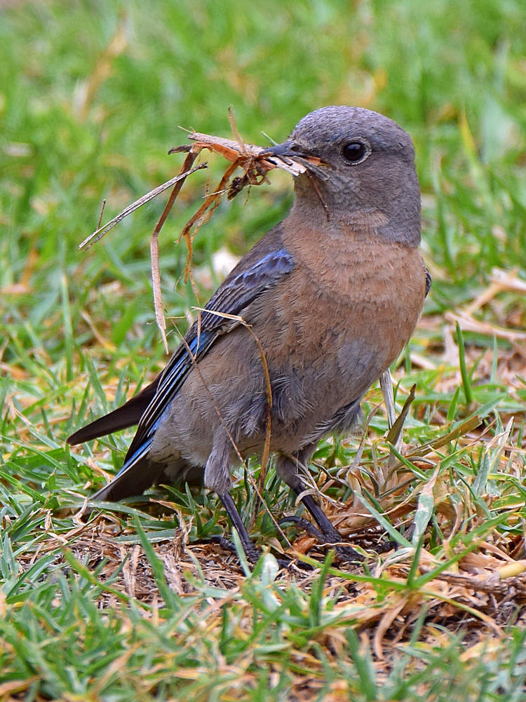 Bluebird5.jpg