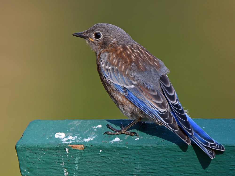 Bluebird5.jpg