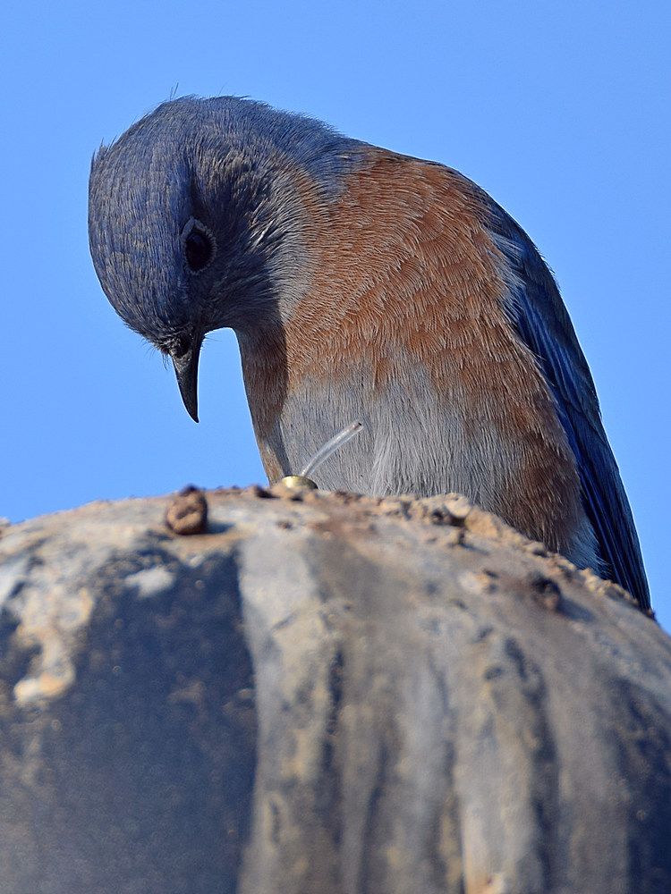 Bluebird5.jpg