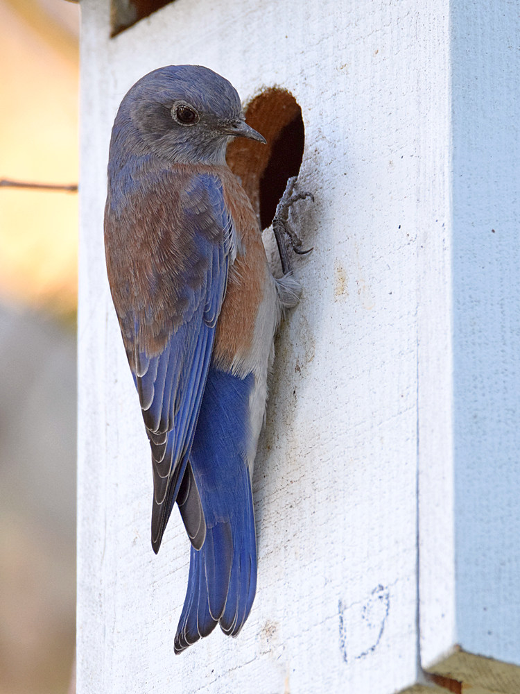 Bluebird5.jpg
