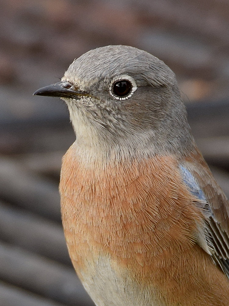 Bluebird5.jpg