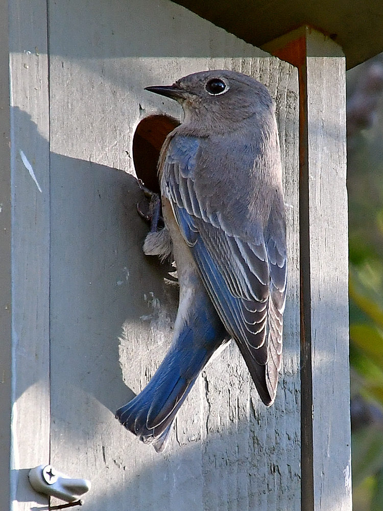 Bluebird5.jpg