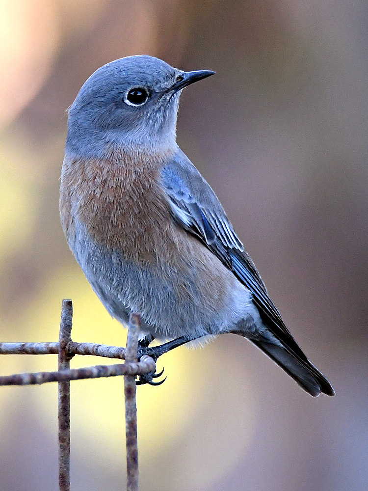Bluebird5.jpg