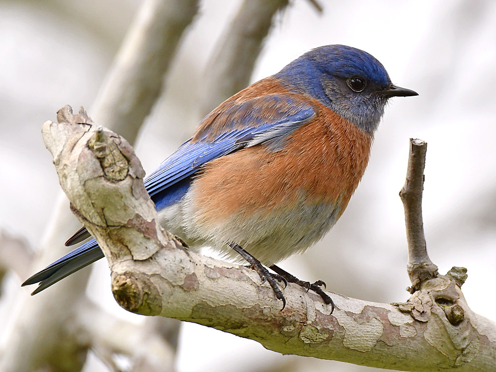 Bluebird5.jpg