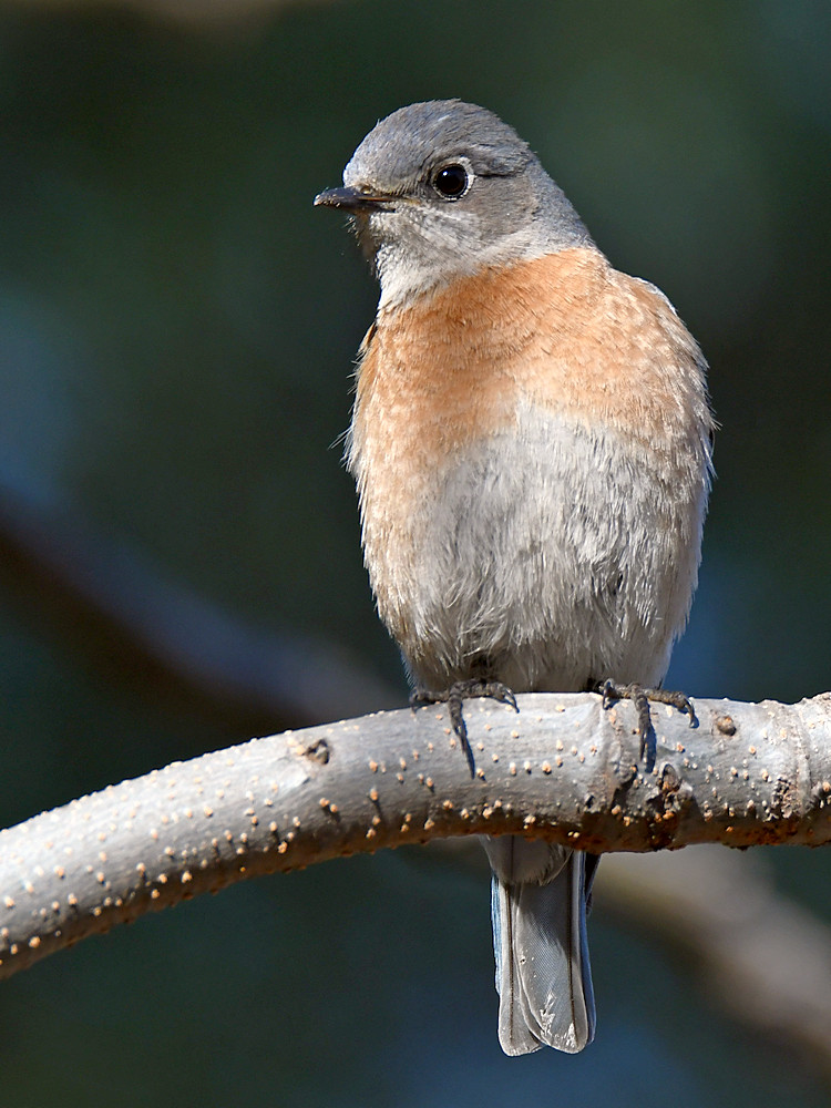 Bluebird5.jpg