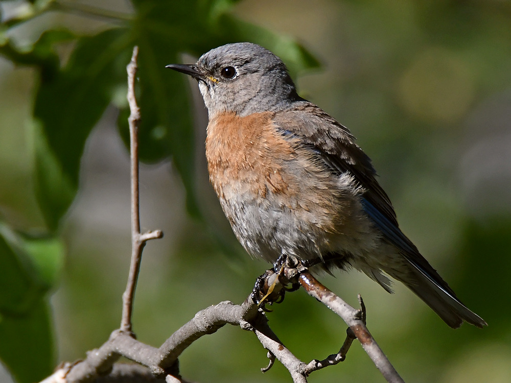 Bluebird5.jpg