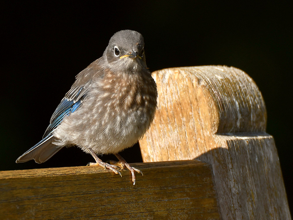 Bluebird5.jpg
