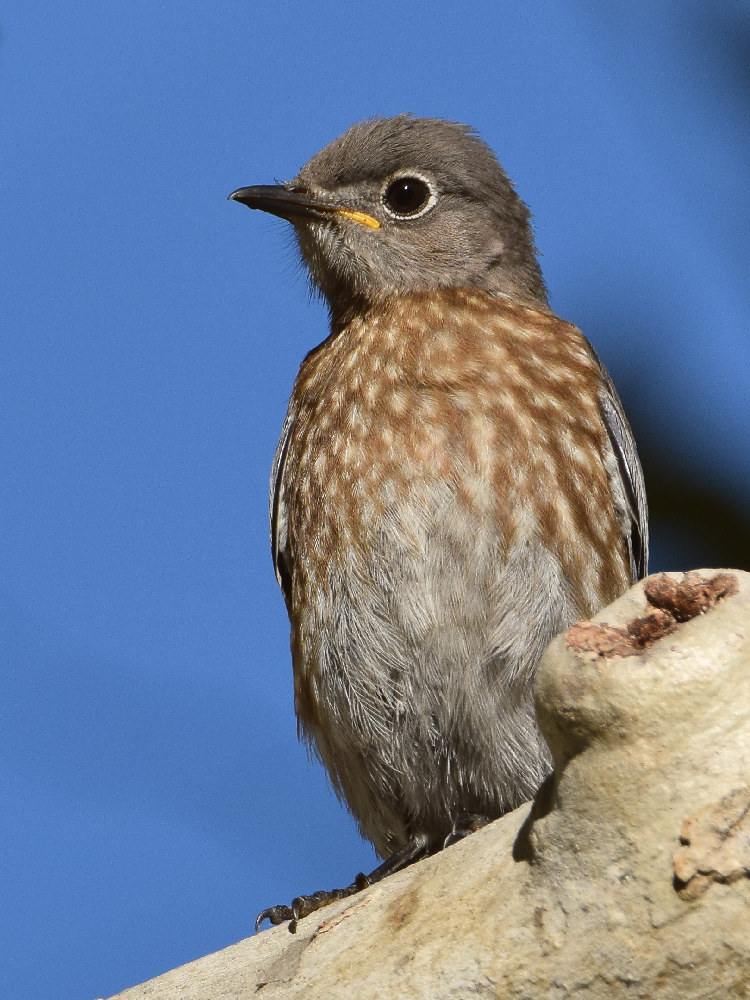 Bluebird5.jpg