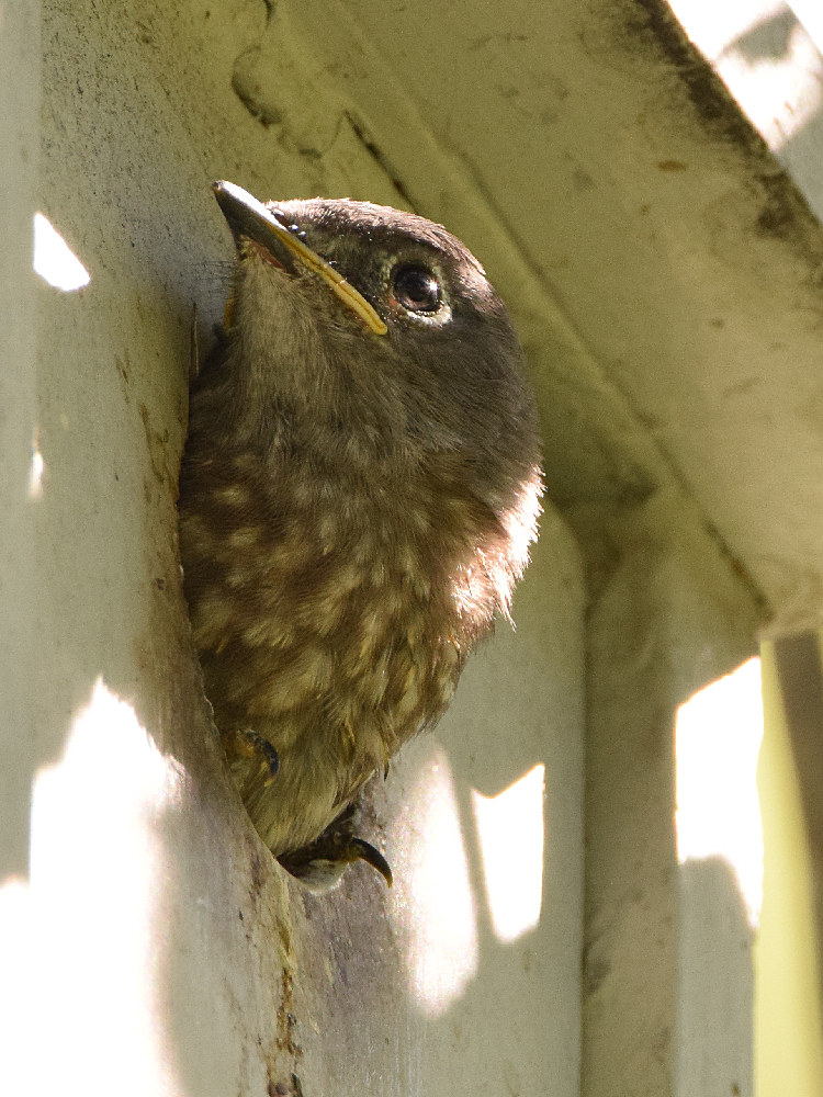 Bluebird5.jpg