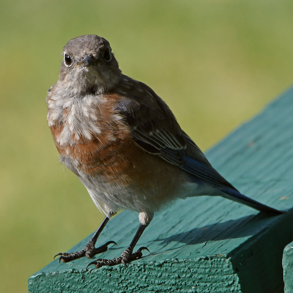Bluebird5.jpg