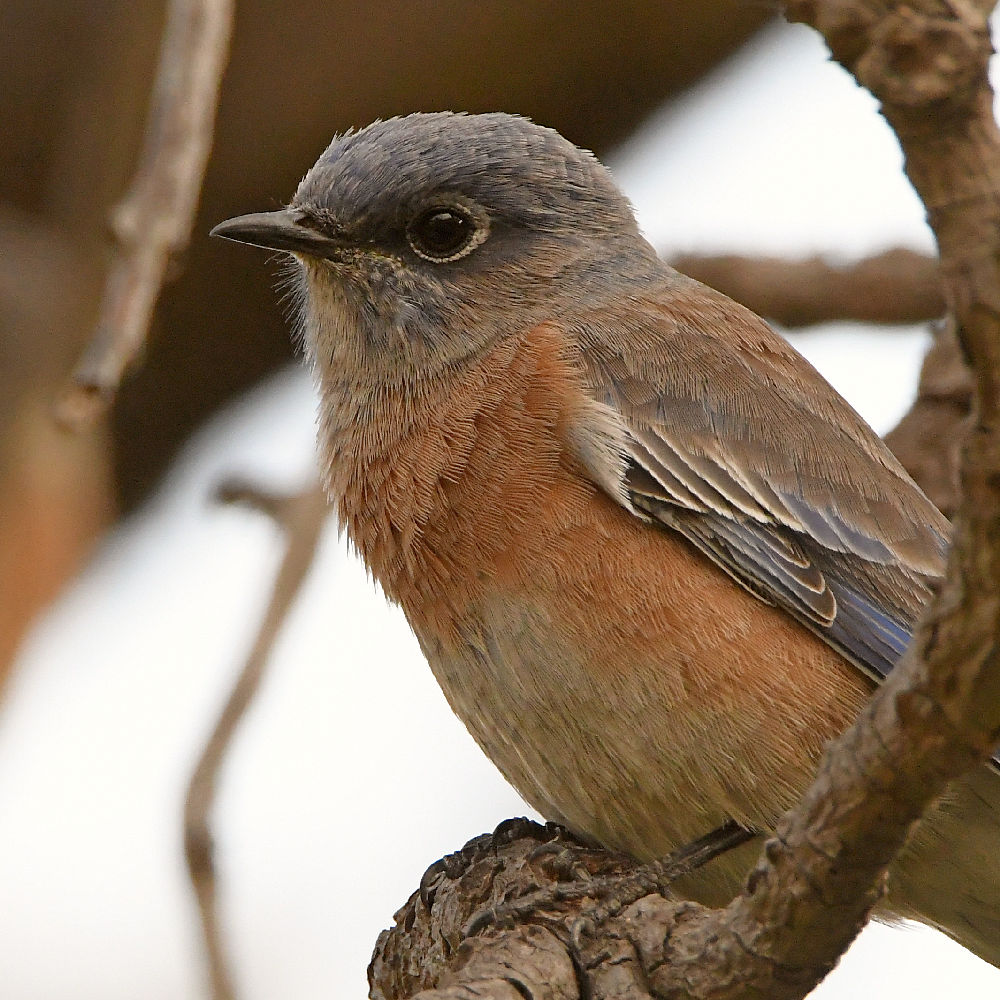 Bluebird5.jpg