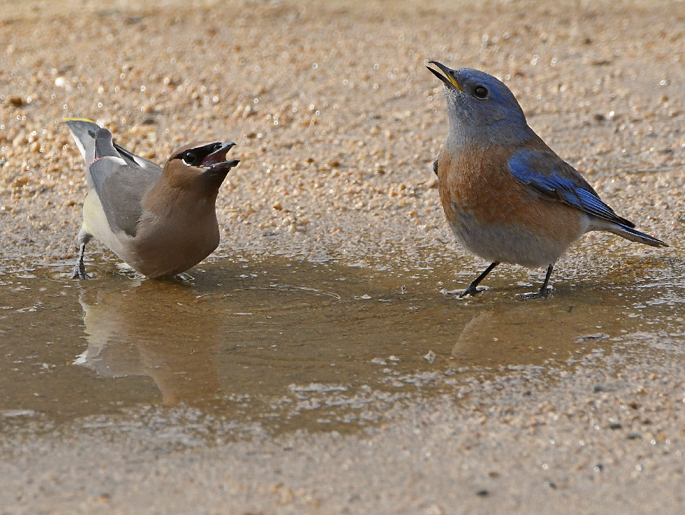 Bluebird5.jpg