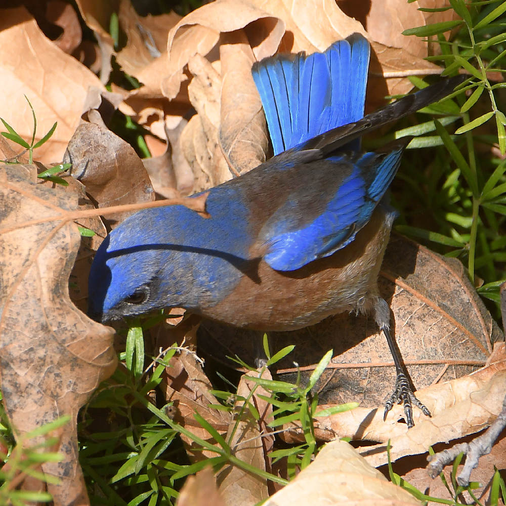Bluebird5.jpg