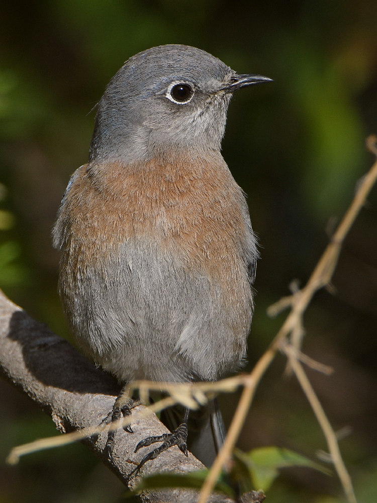 Bluebird5.jpg