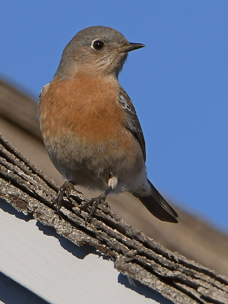 Bluebird5.jpg