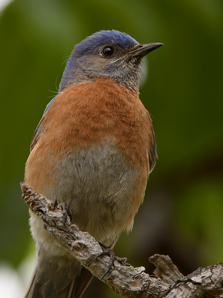 Bluebird5.jpg
