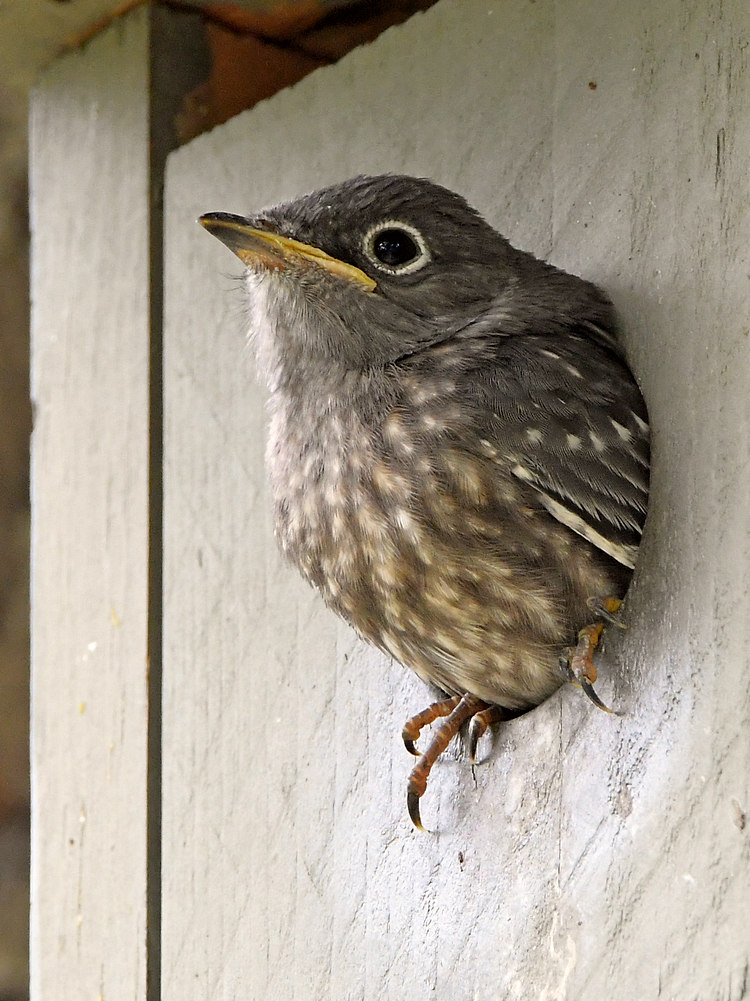 Bluebird5.jpg