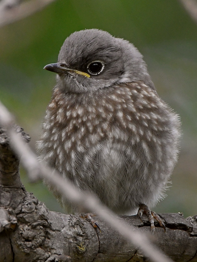 Bluebird5.jpg