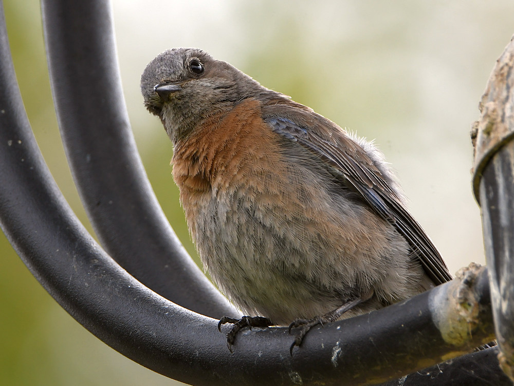 Bluebird5.jpg