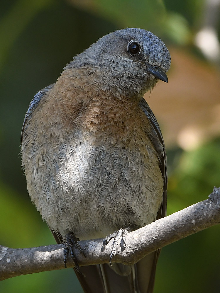 Bluebird5.jpg