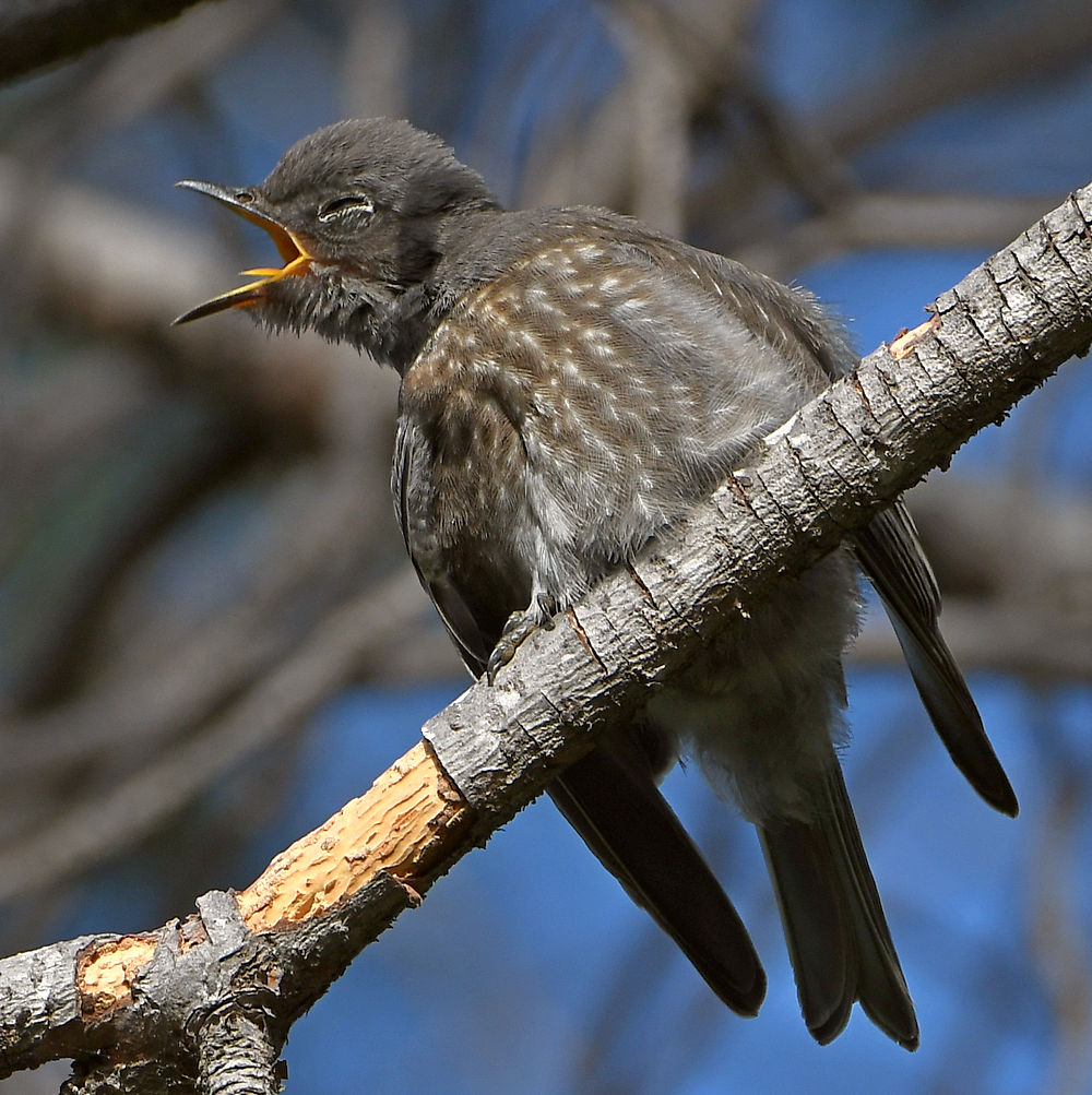 Bluebird5.jpg