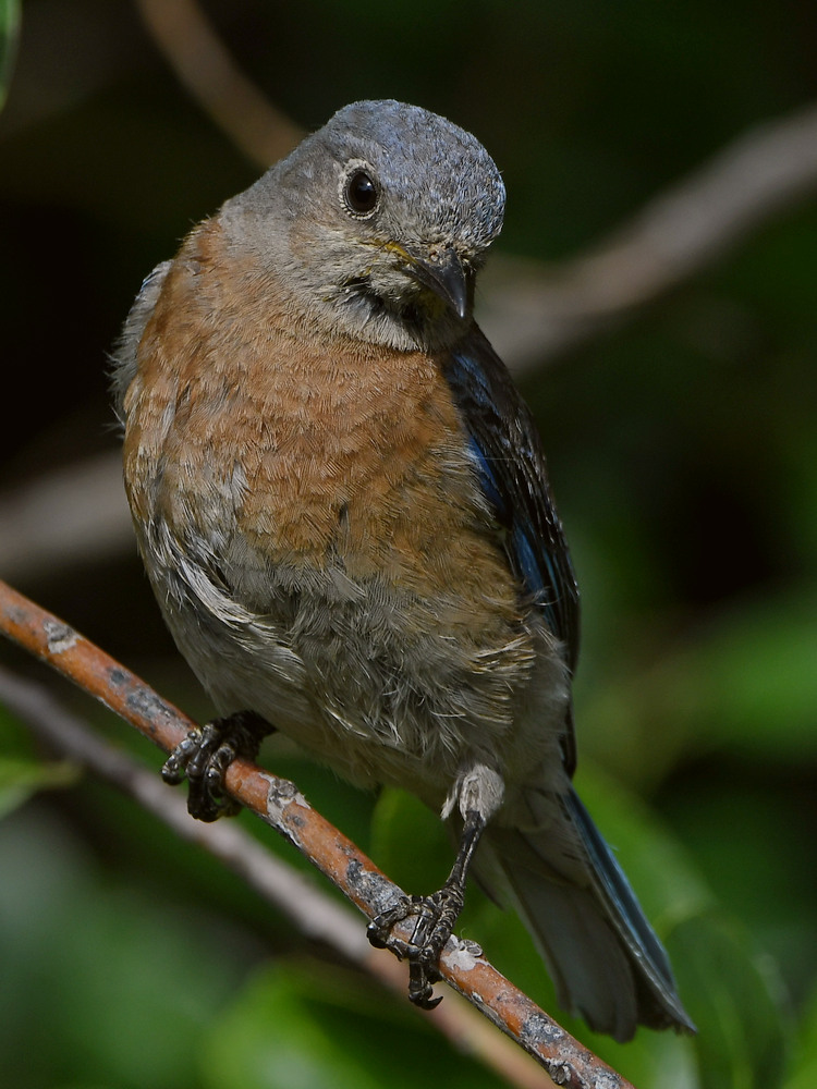 Bluebird5.jpg