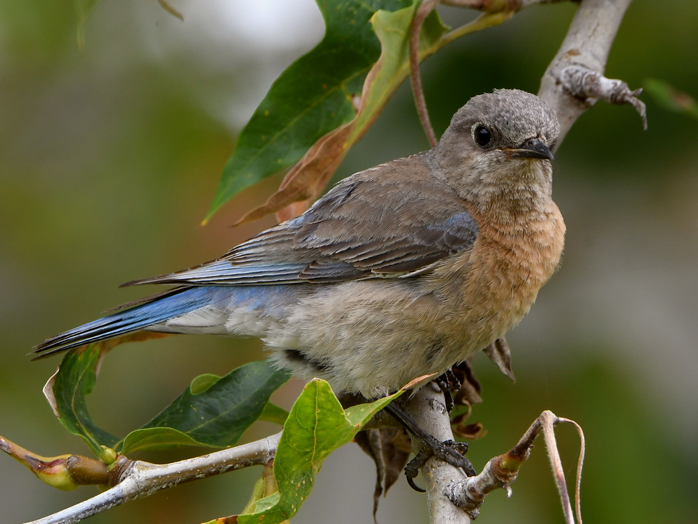 Bluebird5.jpg