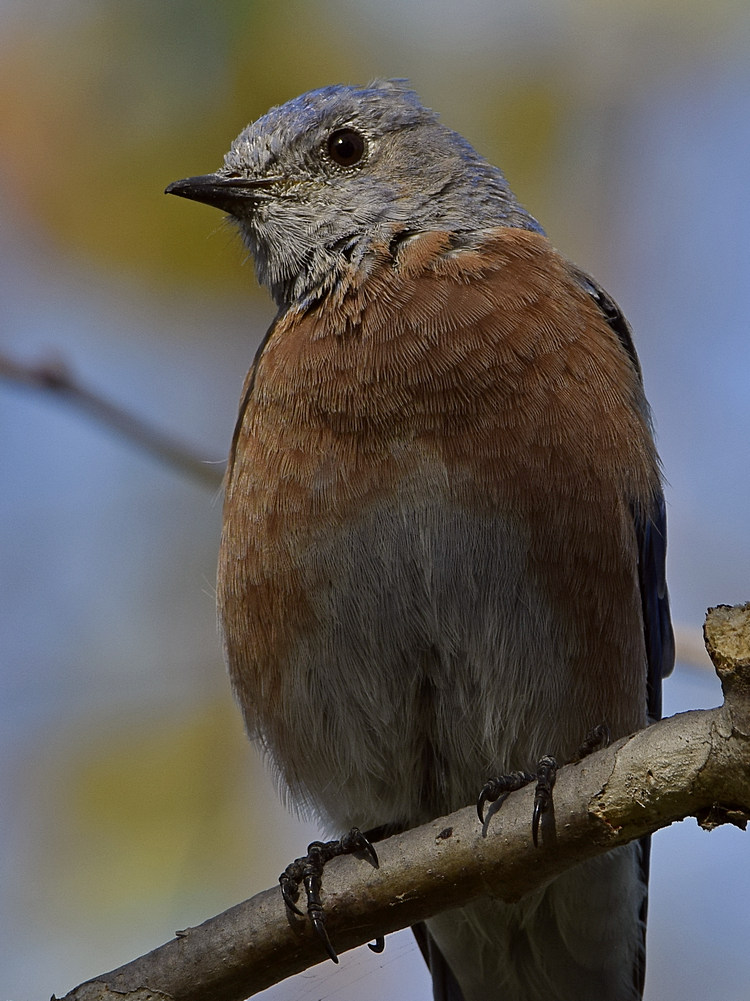 Bluebird5.jpg