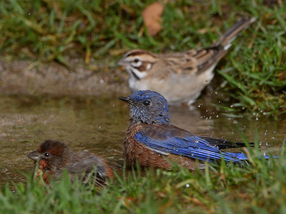 Bluebird5.jpg
