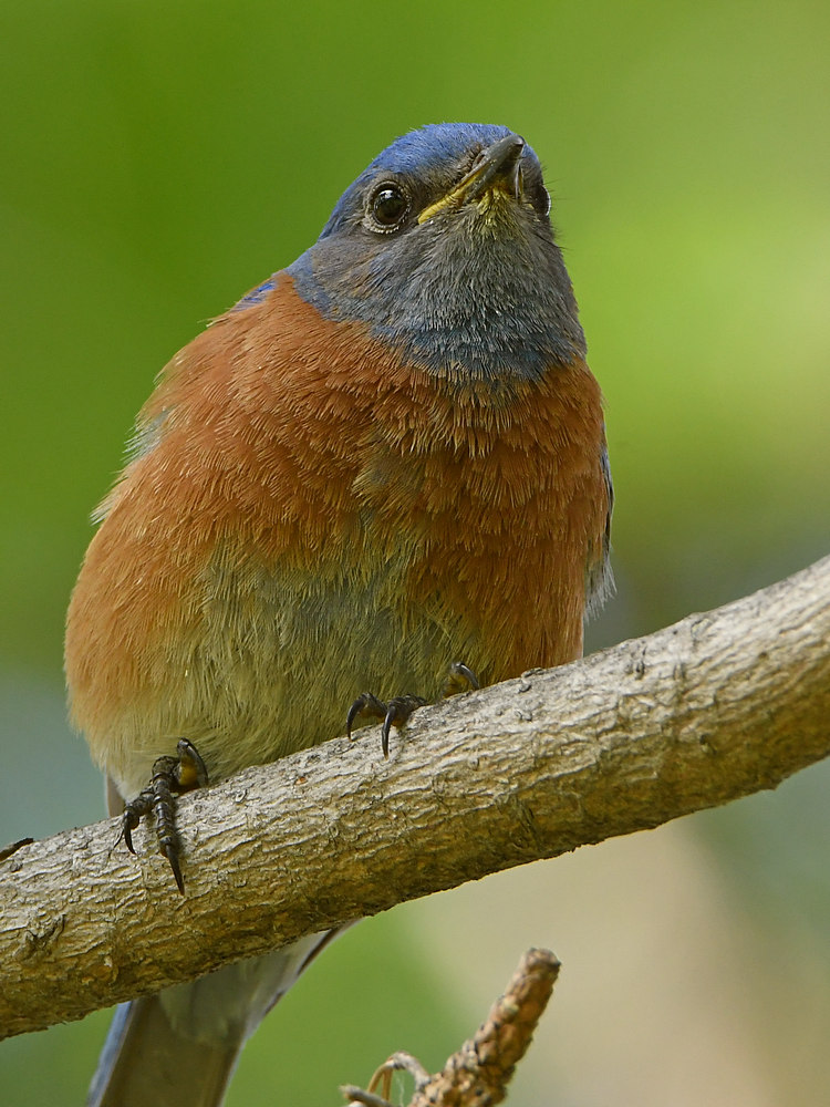 Bluebird5.jpg