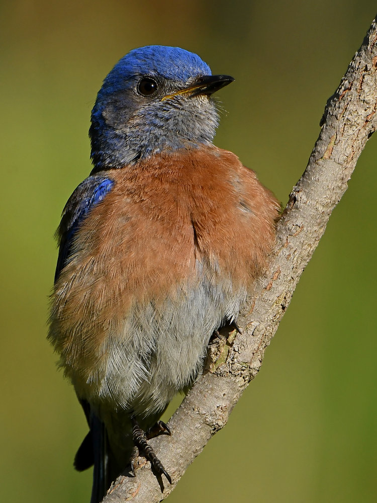 Bluebird5.jpg