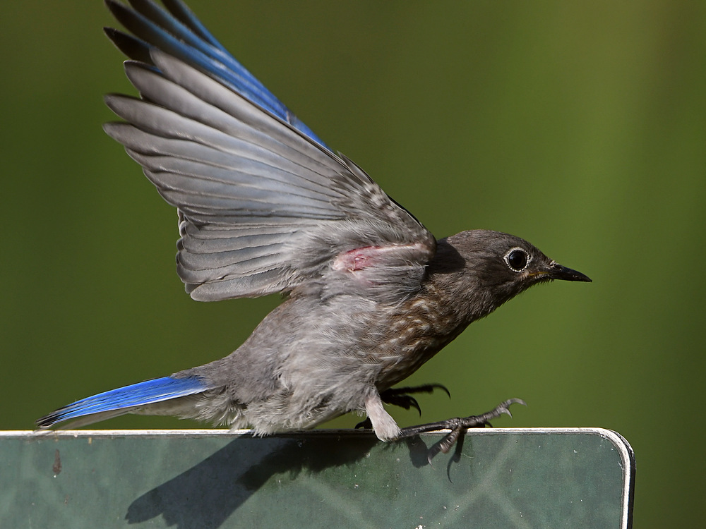 Bluebird5.jpg