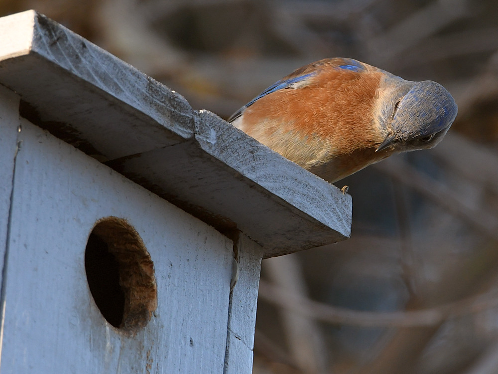 Bluebird5.jpg
