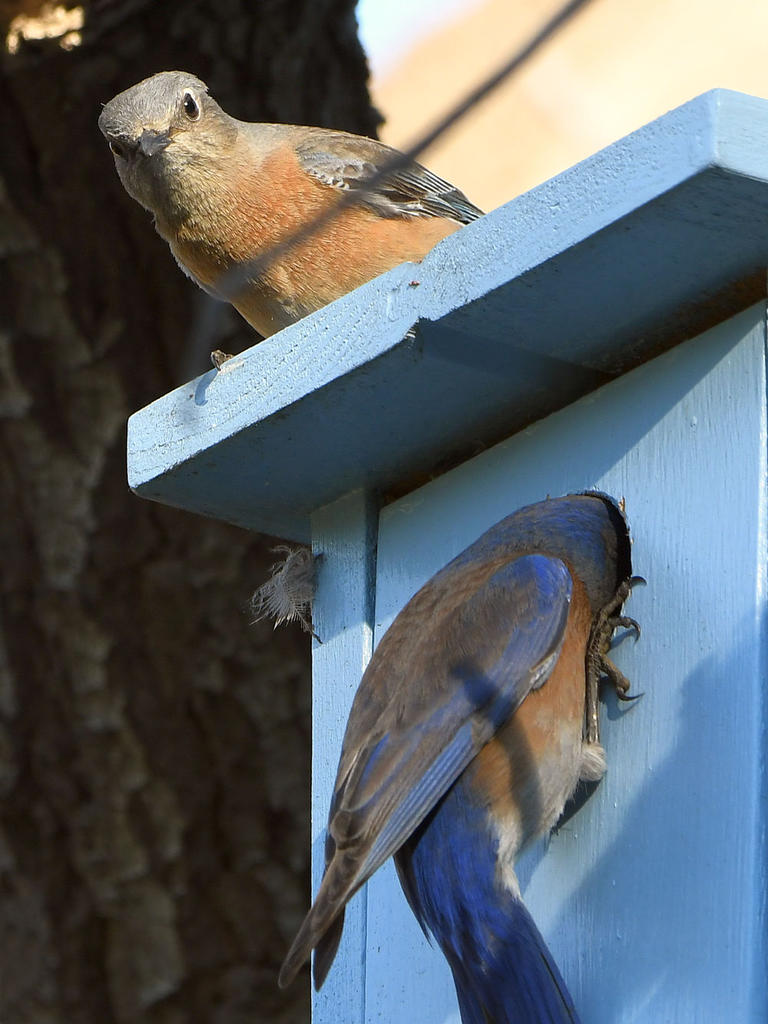 Bluebird5.jpg