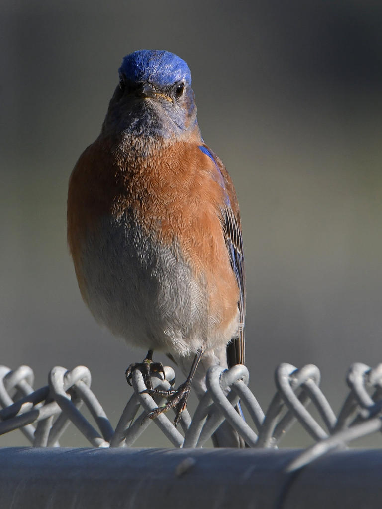 Bluebird5.jpg