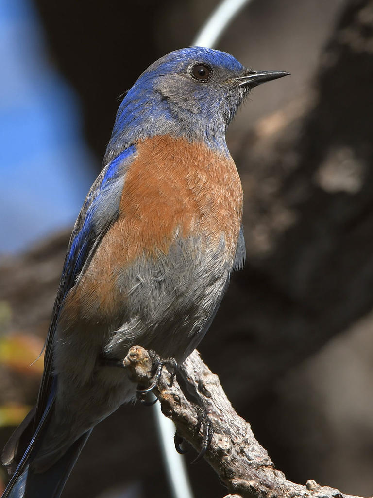Bluebird5.jpg