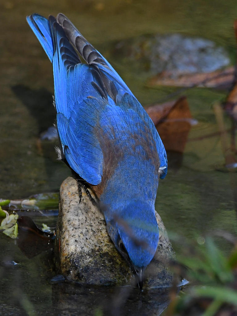 Bluebird5.jpg