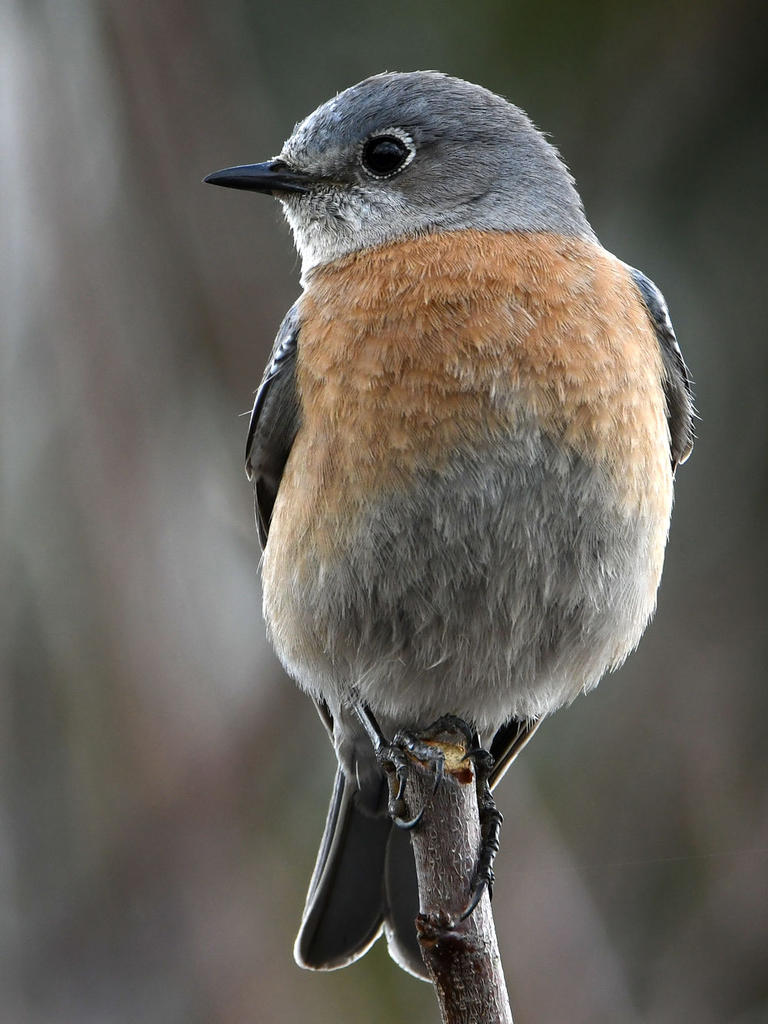 Bluebird5.jpg