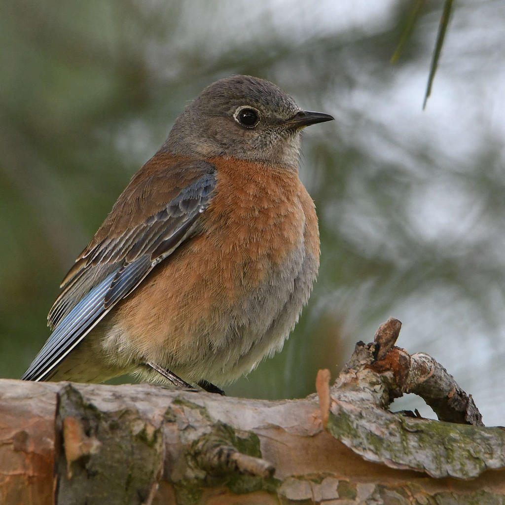 Bluebird5.jpg