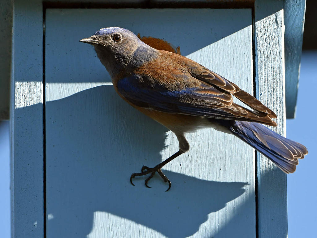 Bluebird5.jpg
