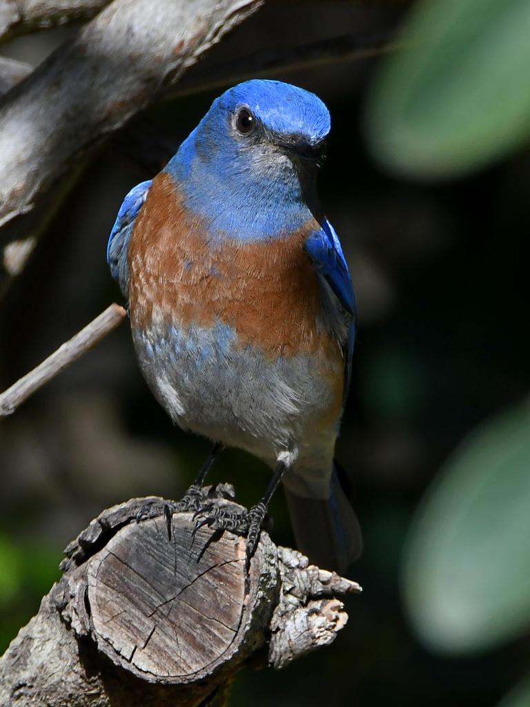 Bluebird5.jpg