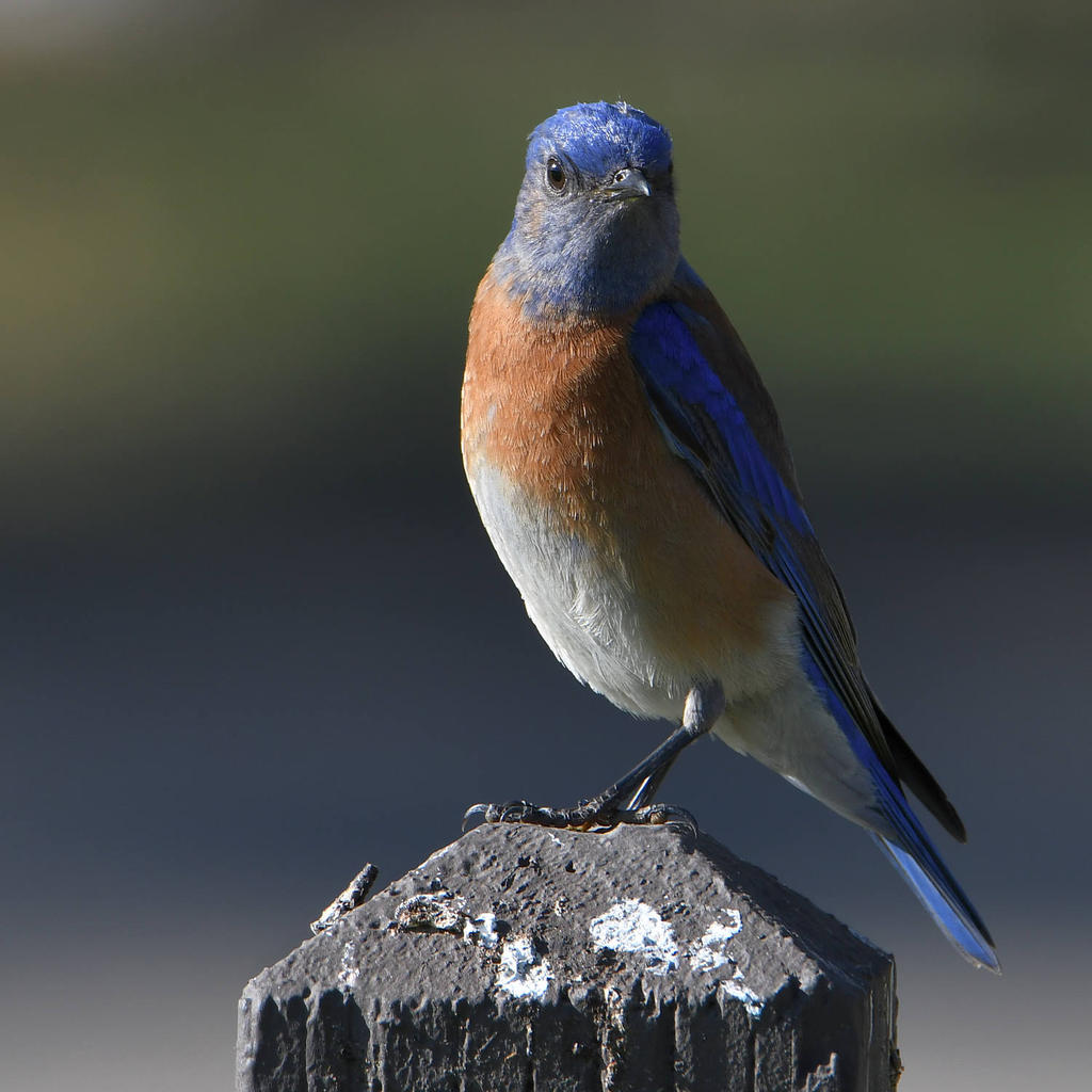 Bluebird5.jpg