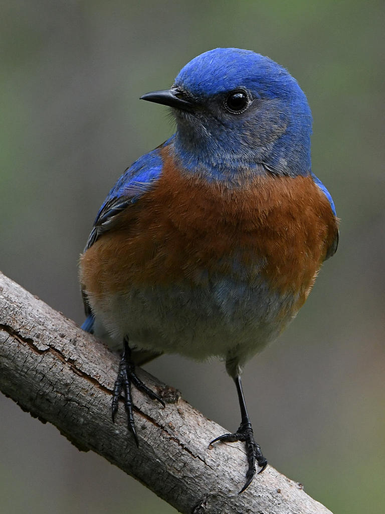 Bluebird5.jpg
