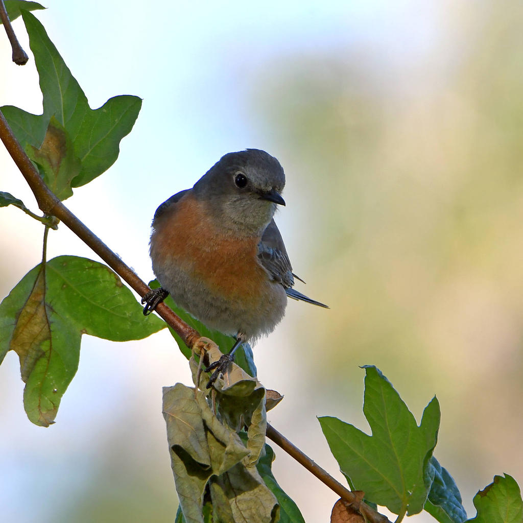 Bluebird5.jpg