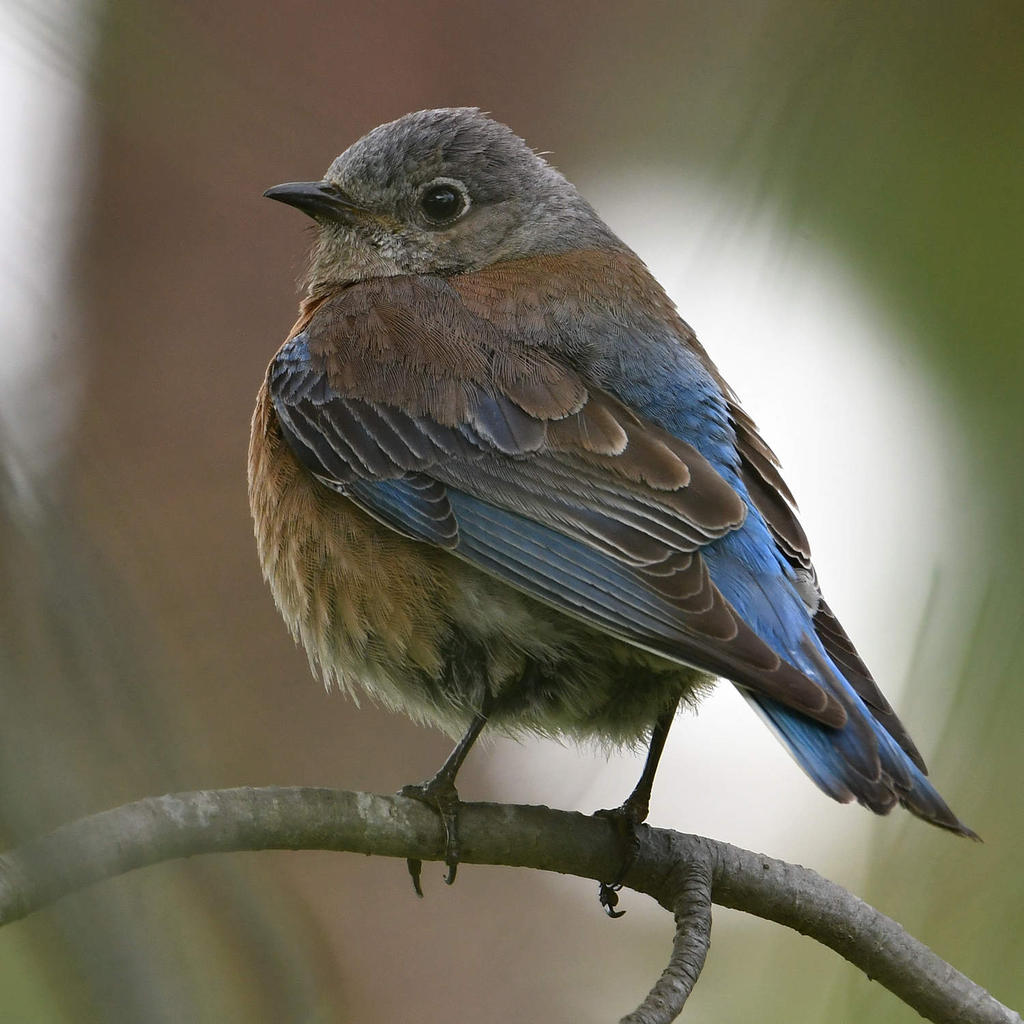 Bluebird5.jpg