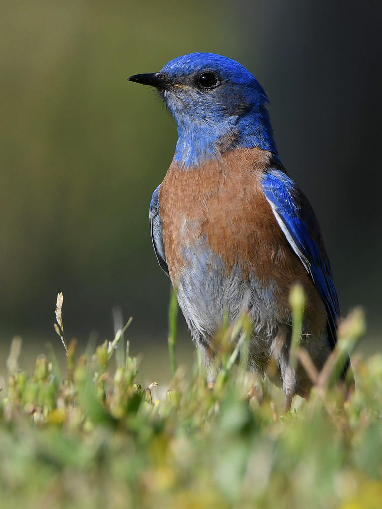 Bluebird5.jpg