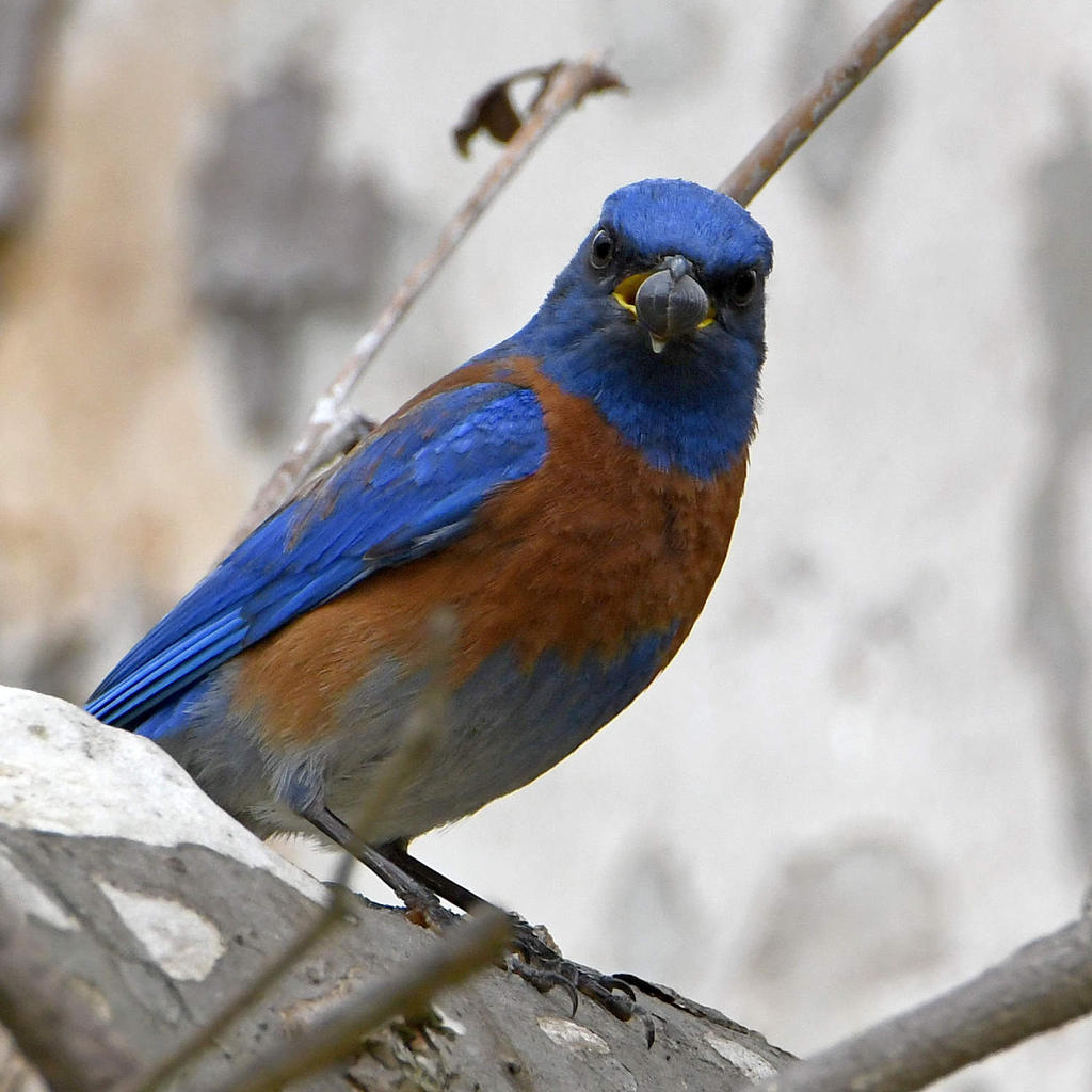 Bluebird5.jpg