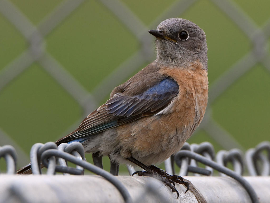 Bluebird5.jpg