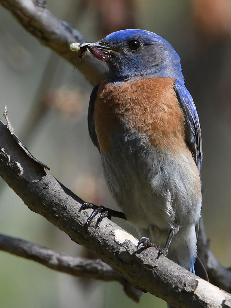 Bluebird5.jpg